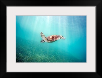 Hawaii, Green Sea Turtle