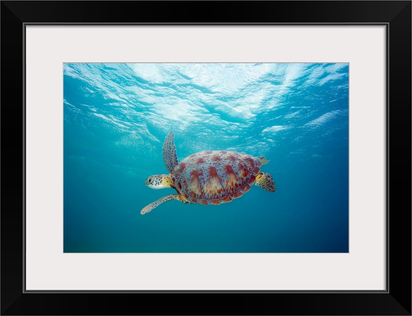 Hawaii, Green Sea Turtle