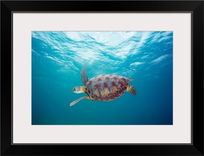 Hawaii, Green Sea Turtle