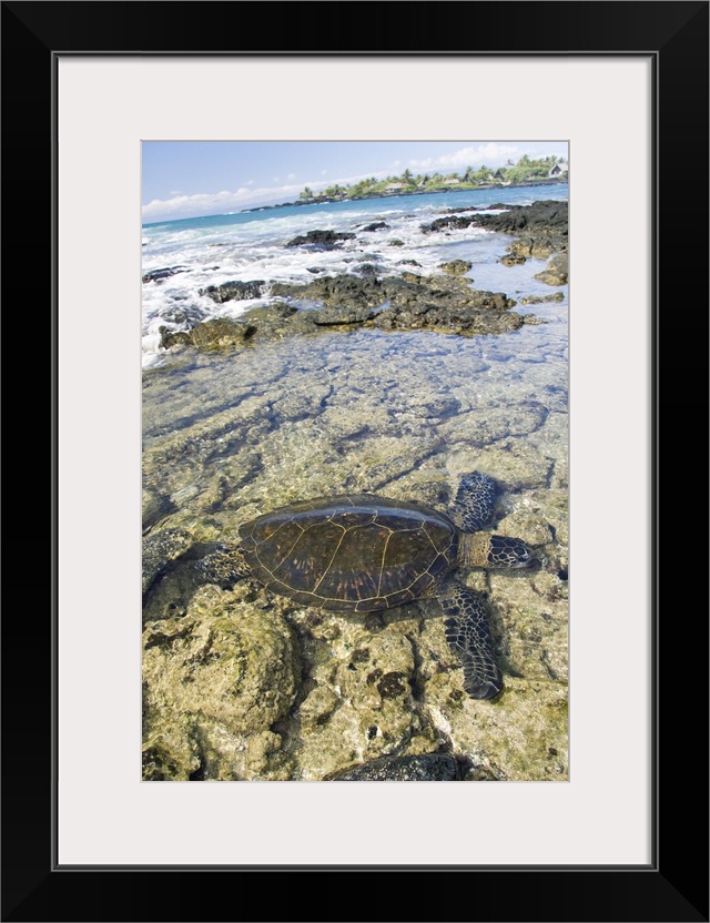 Hawaii, Green Sea Turtle An Endangered Species