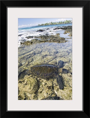 Hawaii, Green Sea Turtle An Endangered Species