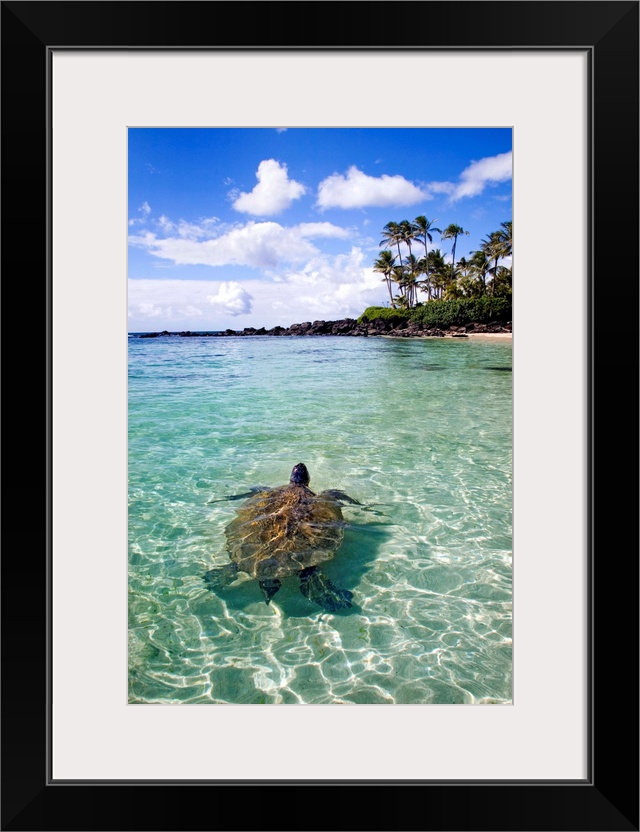 Vertical photo print of a big turtle swimming in the ocean near the shore with his head sticking out of the water and palm...