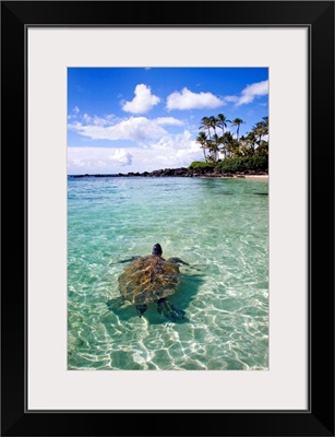 Hawaii, Green Sea Turtle (Chelonia Mydas) An Endangered Species