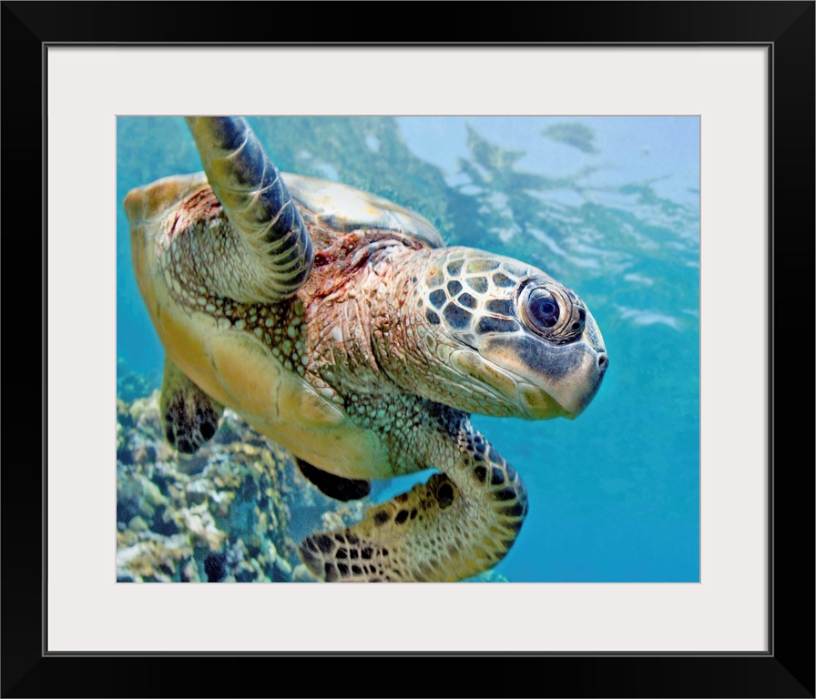 Hawaii, Green Sea Turtle (Chelonia Mydas) An Endangered Species