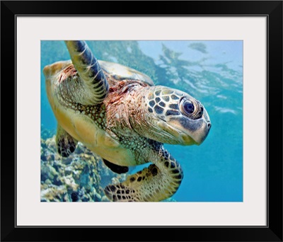 Hawaii, Green Sea Turtle (Chelonia Mydas) An Endangered Species