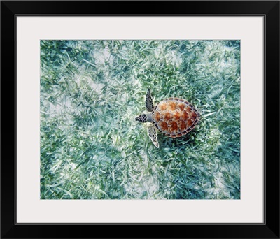 Hawaii, Green Sea Turtle (Chelonia Mydas) An Endangered Species