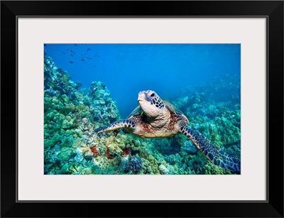 Hawaii, Green Sea Turtle (Chelonia Mydas) An Endangered Species