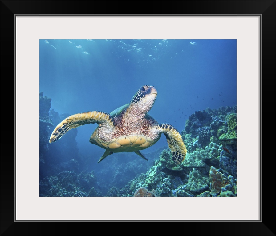 Hawaii, Green Sea Turtle (Chelonia Mydas) An Endangered Species