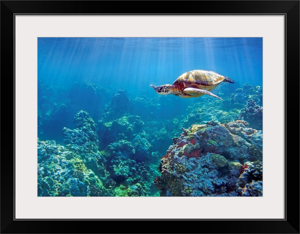 Hawaii, Green Sea Turtle (Chelonia Mydas) An Endangered Species