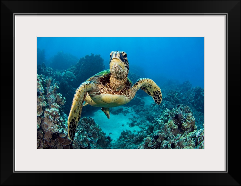 Hawaii, Green Sea Turtle (Chelonia Mydas) An Endangered Species