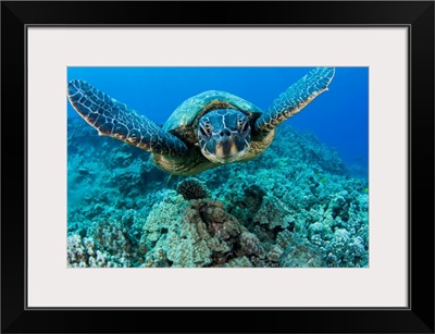 Hawaii, Green Sea Turtle (Chelonia Mydas) Gliding Through The Water