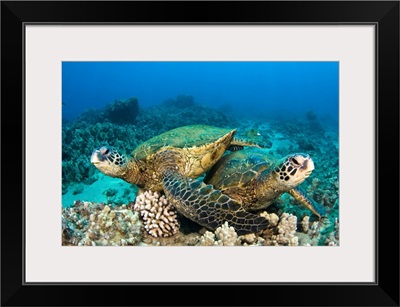 Hawaii, Green Sea Turtles (Chelonia Mydas) Over Coral Reef