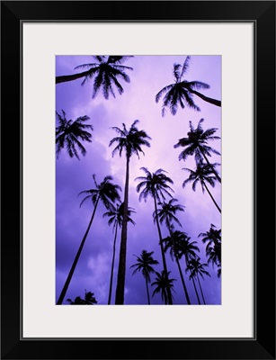 Hawaii, Kauai, Coconut Palm Trees Silhouetted At Dawn Against Purple Sky
