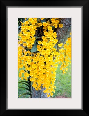 Hawaii, Kauai, Lawai, V. Mable Mae Kamahele Yellow Orchids