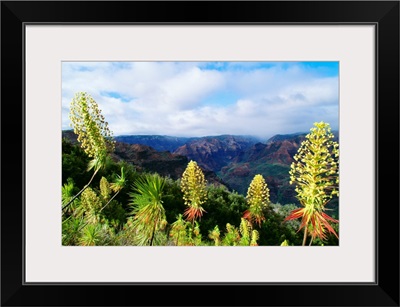 Hawaii, Kauai, Waimea Canyon, Iliau Plant (Wilkesia Gymnoxiphium)