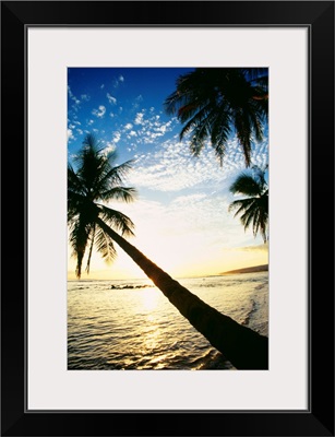 Hawaii, Kauai, Waimea, Tall Palm Over Ocean At Sunset With Bright Golden Reflections