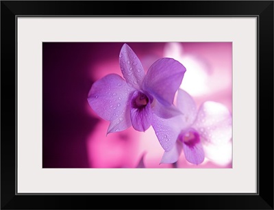 Hawaii, Kauai, White Orchid With Pink Lighting