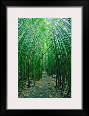 Hawaii, Maui, Bamboo Forest