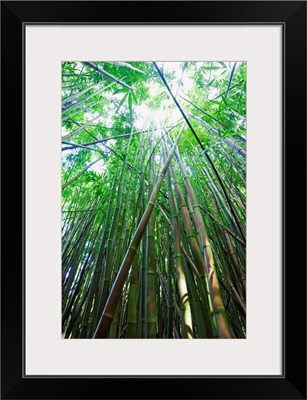 Hawaii, Maui, Hana, A Path Through Green Bamboo