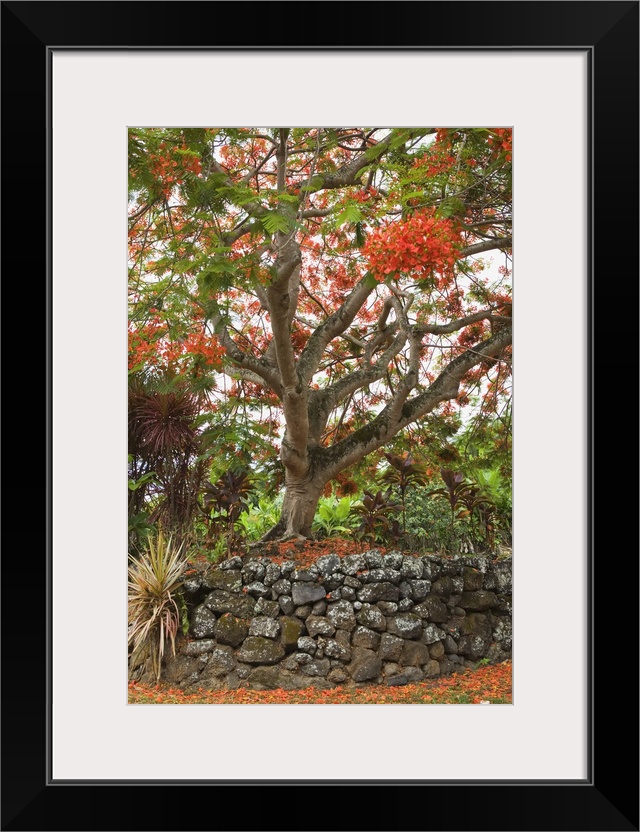 Hawaii, Maui, Hana, Beautiful Rainbow Shower Tree