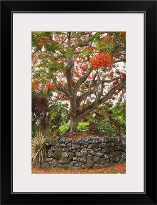 Hawaii, Maui, Hana, Beautiful Rainbow Shower Tree