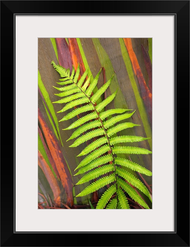 Hawaii, Maui, Hana, Fern And Rainbow Eucalyptus Tree