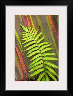 Hawaii, Maui, Hana, Fern And Rainbow Eucalyptus Tree