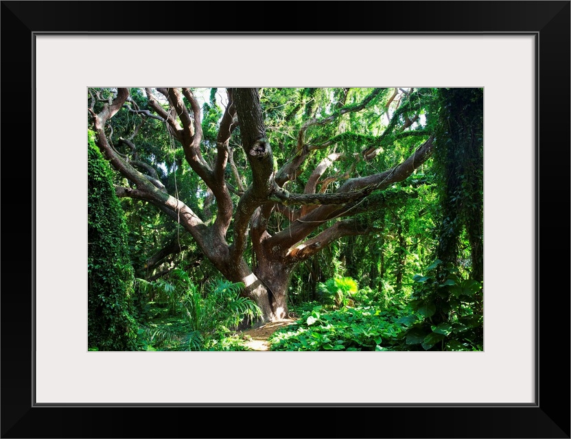 Hawaii, Maui, Honolua, A Tree Surrounded By Lush Green Vines