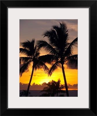 Hawaii, Maui, Kapalua, Palm Trees At Sunset