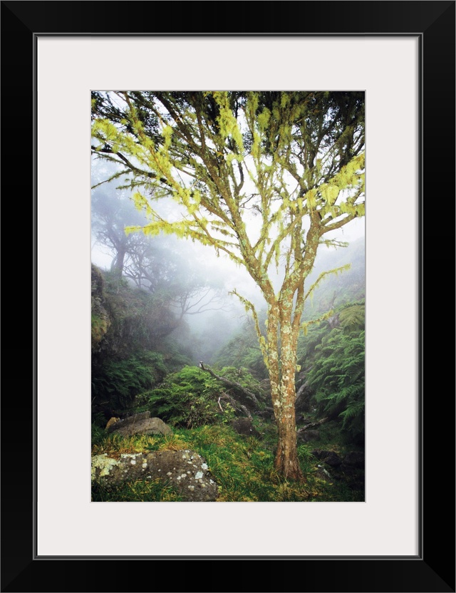 Hawaii, Maui, Kaupo, Tree With Moss Growth, Lush Greenery, Foggy Scenic