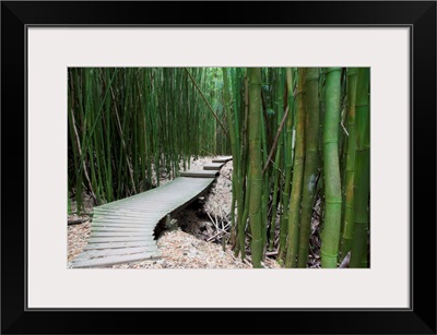 Hawaii, Maui, Kipahulu, Haleakala National Park, Trail through bamboo forest