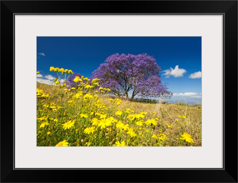 Hawaii, Maui, Lavender Blossoms Of This Jacaranda Tree