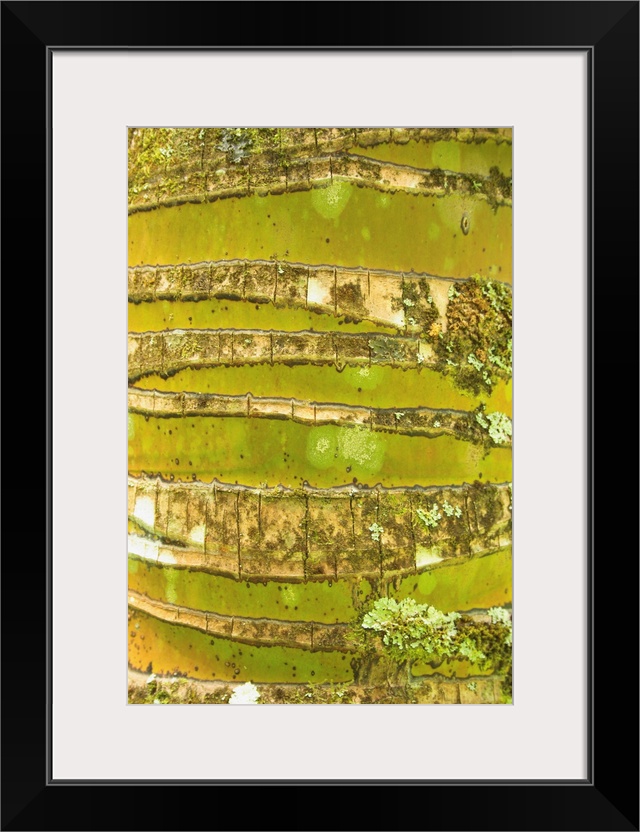 Bark on a coconut tree is photographed closely which shows ridges and texture on the surface.