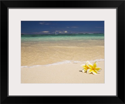 Hawaii, Oahu, Lanikai Beach, Two Plumerias Resting On The Sand