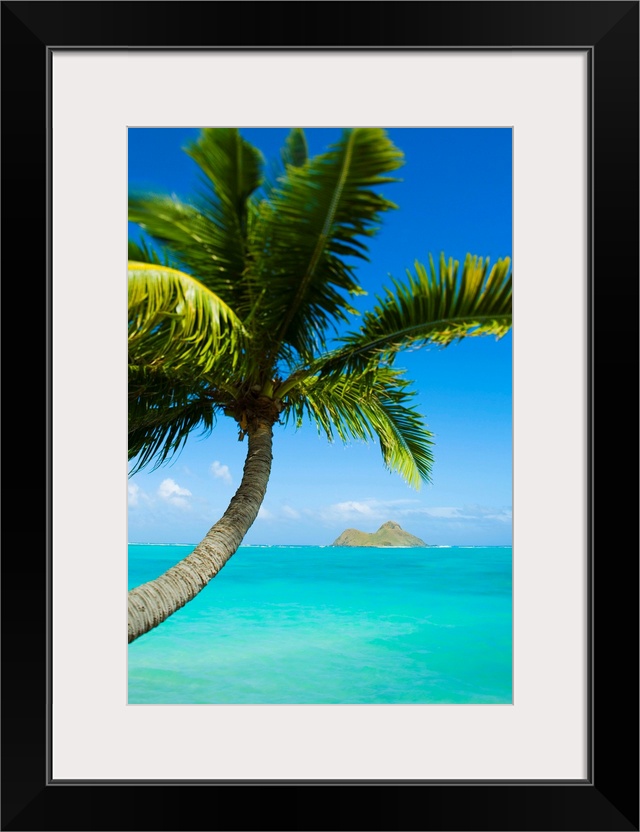 Hawaii, Oahu, Lanikai, Palm Tree Over Blue Ocean