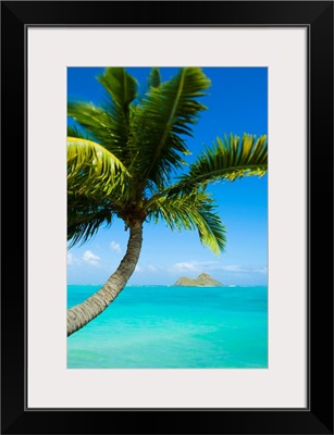 Hawaii, Oahu, Lanikai, Palm Tree Over Blue Ocean