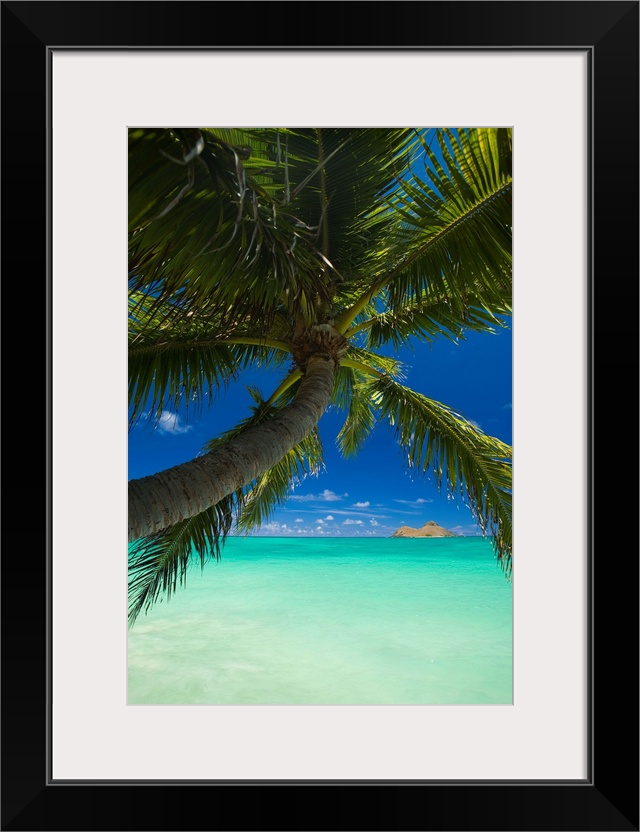 Hawaii, Oahu, Lanikai, Palm Tree Over Turquoise Ocean, Na Mokulua In The Distance