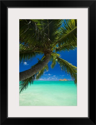 Hawaii, Oahu, Lanikai, Palm Tree Over Turquoise Ocean, Na Mokulua In The Distance