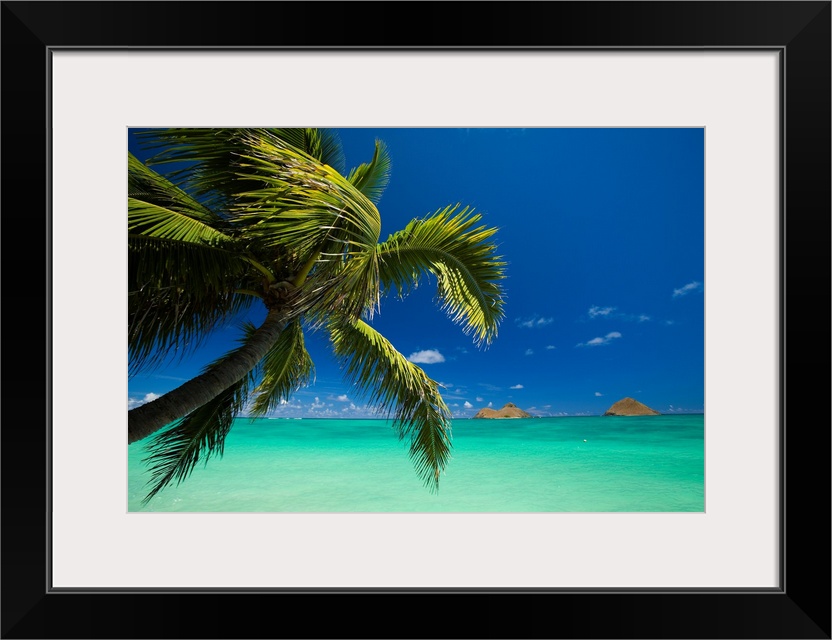 Hawaii, Oahu, Lanikai, Palm Tree Over Turquoise Ocean, Na Mokulua In The Distance