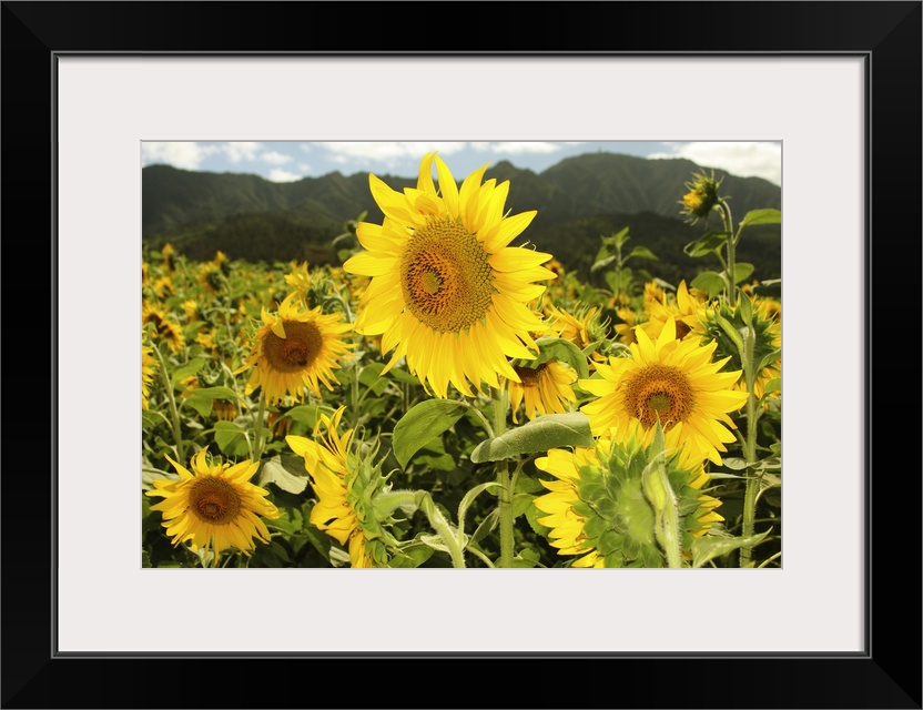 Hawaii, Oahu, North Shore, Sunflower Field