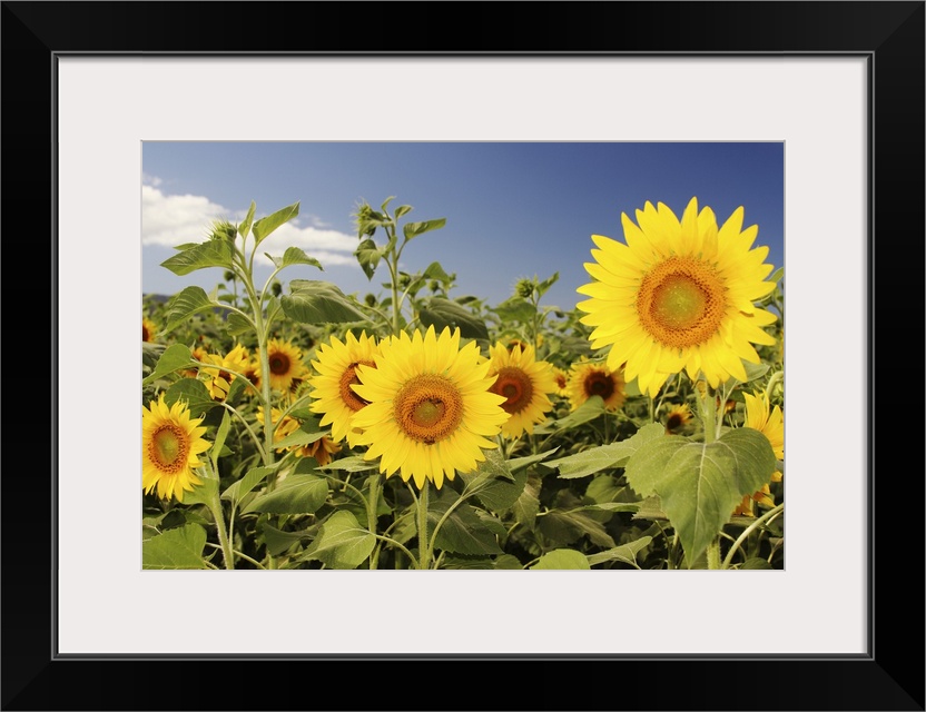 Hawaii, Oahu, North Shore, Sunflower Field