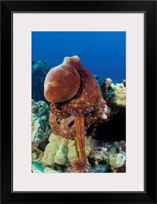 Hawaii, Octopus Cyanea Disguising Itself As A Part Of The Coral Reef