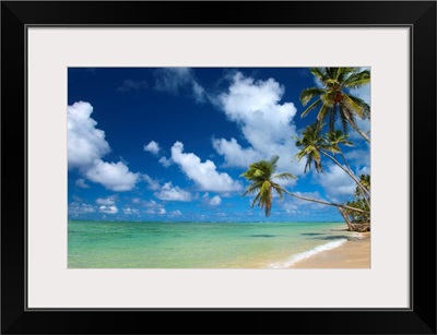Hawaii, Palm Tree Leaning Over Beach