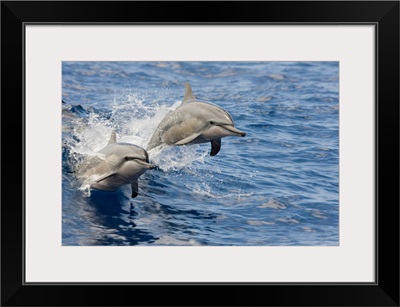 Hawaii, Spinner Dolphins (Stenella Longirostris) Leap Into The Air At The Same Time