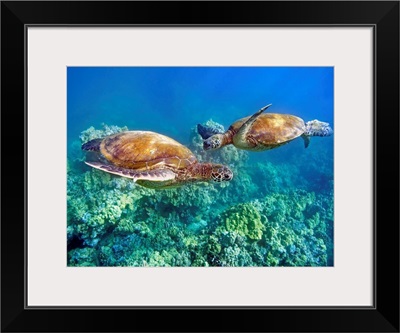 Hawaii, Two Green Sea Turtles, (Chelonia Mydas) An Endangered Species