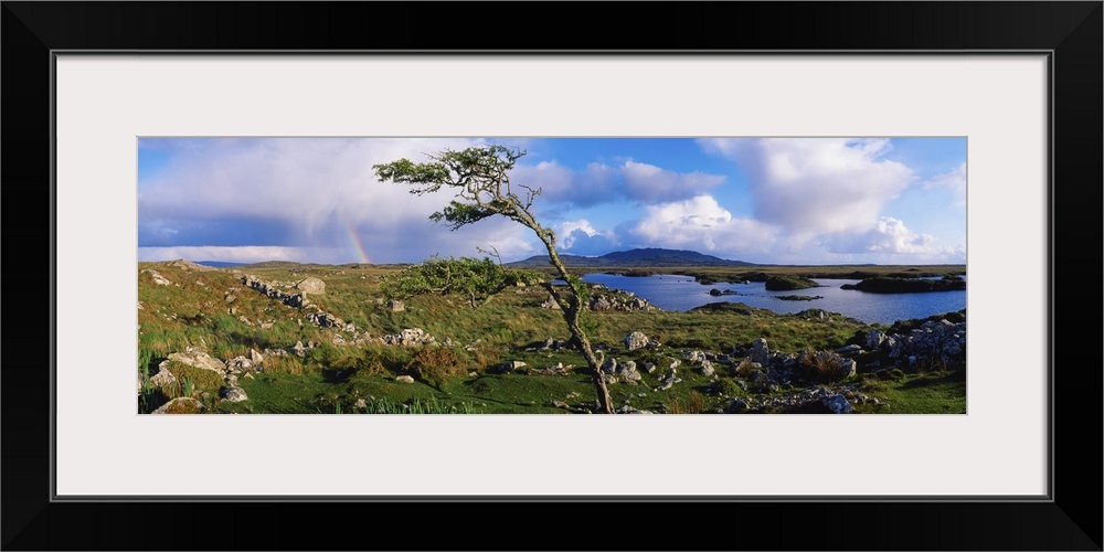 Hawthorn Tree, Rainbow, Bog Road, Near Roundstone, Co Galway, Ireland