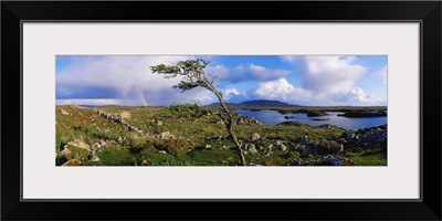 Hawthorn Tree, Rainbow, Bog Road, Near Roundstone, Co Galway, Ireland