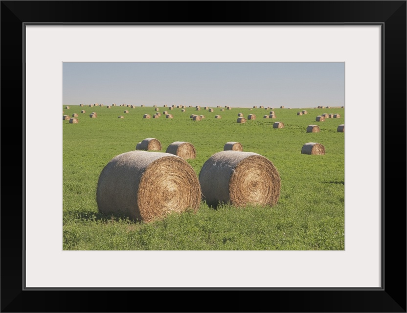 Hay Bales In A Green Alfalfa Field