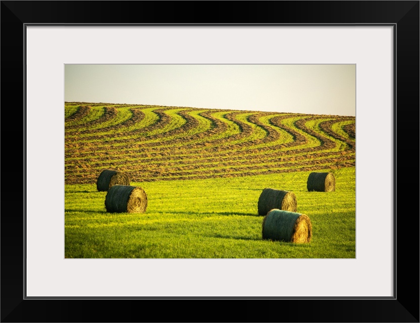 Hay bales in a green field with curvy harvest lines on a rolling hillside in the background, West of Calgary; Alberta, Canada