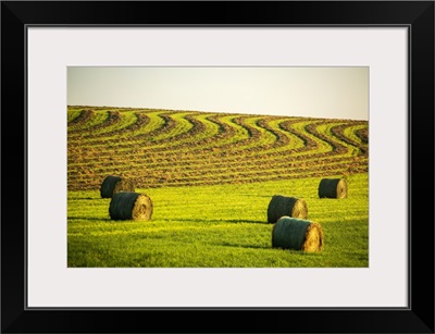 Hay Bales In A Green Field, West Of Calgary, Alberta, Canada